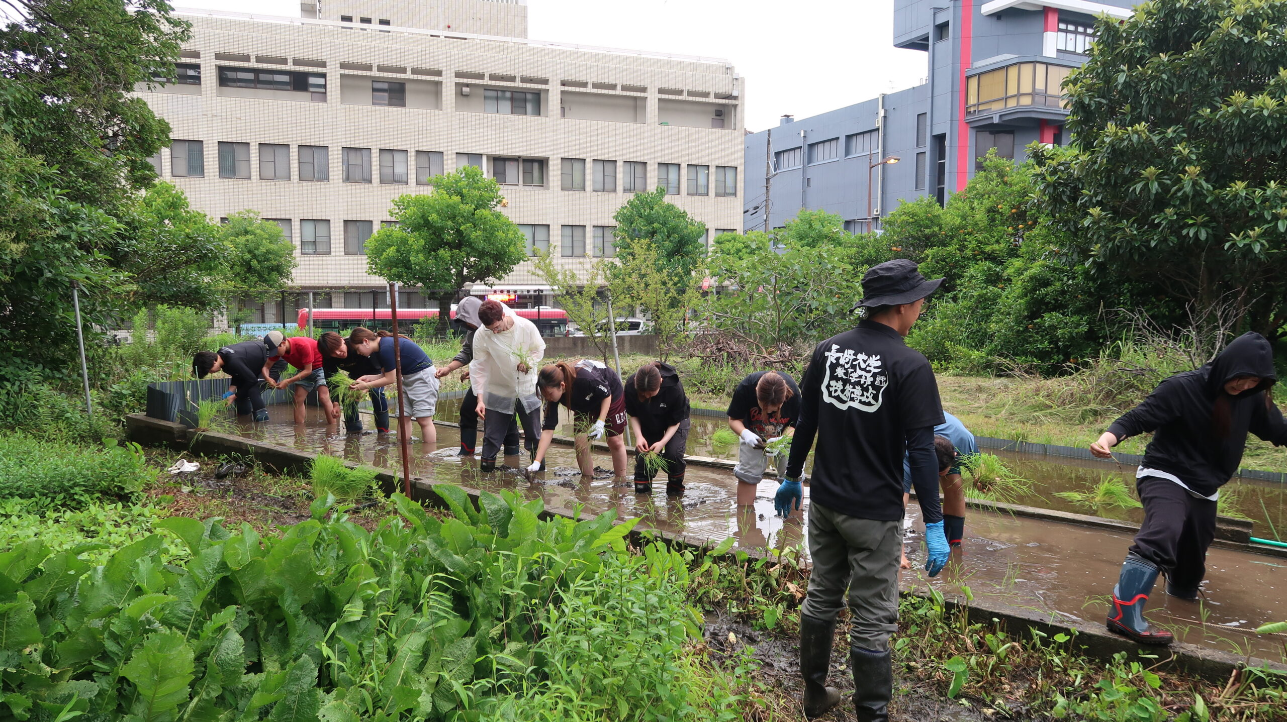 [NUGAN]Campus Rice Planting Experience Event Held